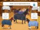 Welche Decke braucht dein Pferd im Stall? Decke